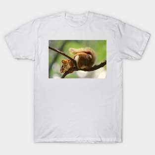 Red Squirrel T-Shirt